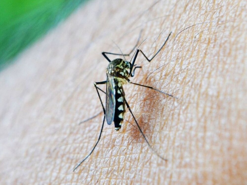 El mosquito tigre se instala en Navarra