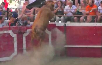 Susto en Cadreita al saltar una vaca a la grada y caer