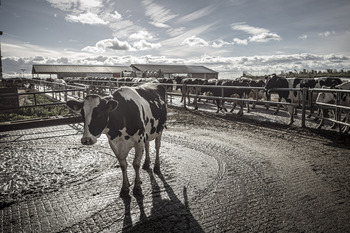 La leche va de subidas