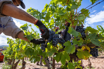 El sector del vino 